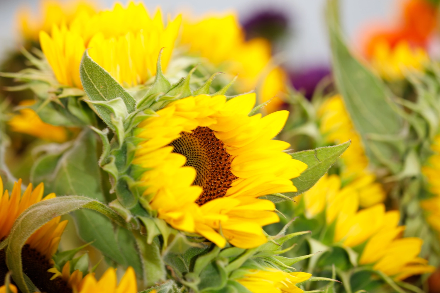 A close look at fresh-cut sunflowers